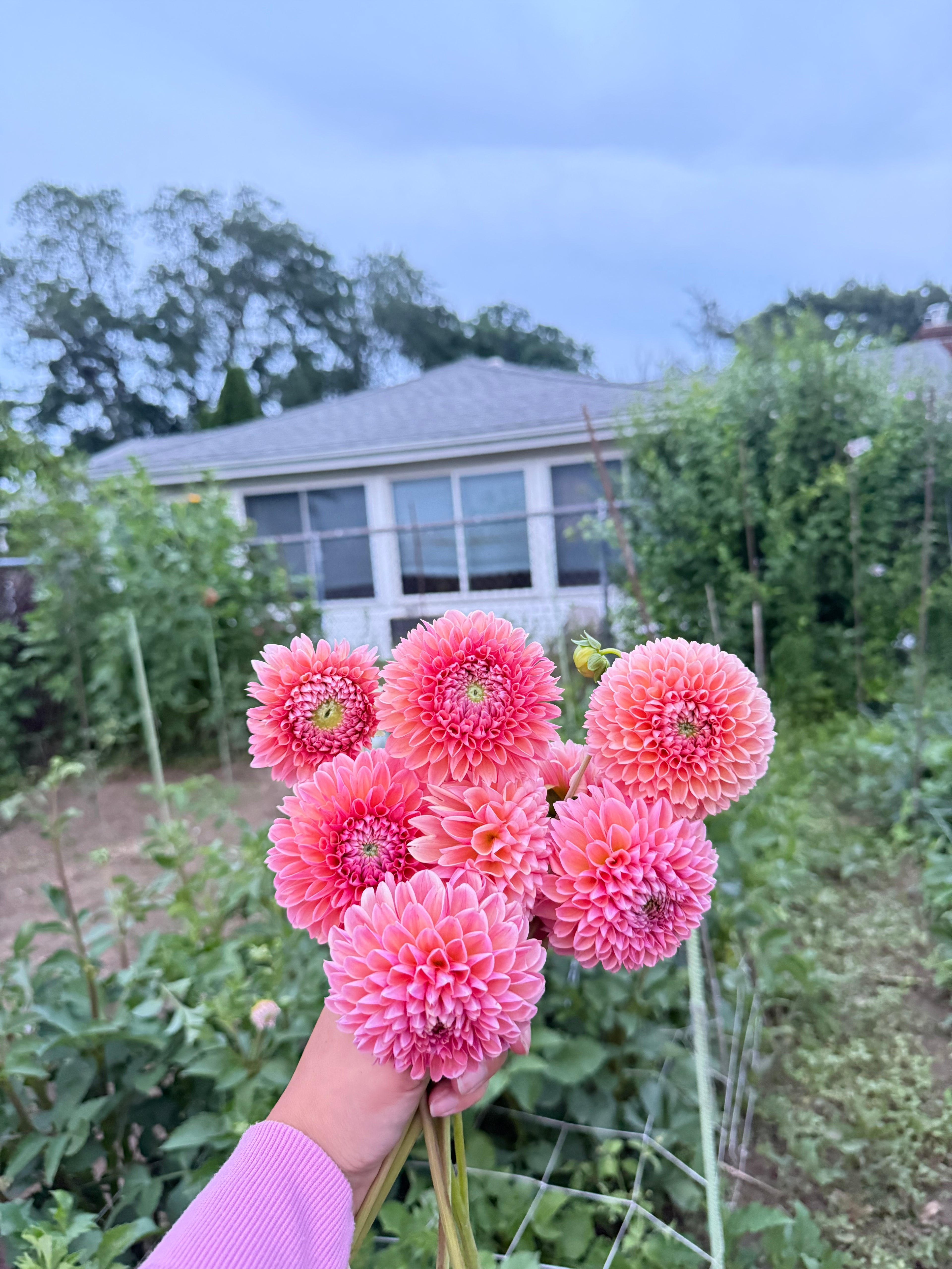 MYSTERY TUBERS