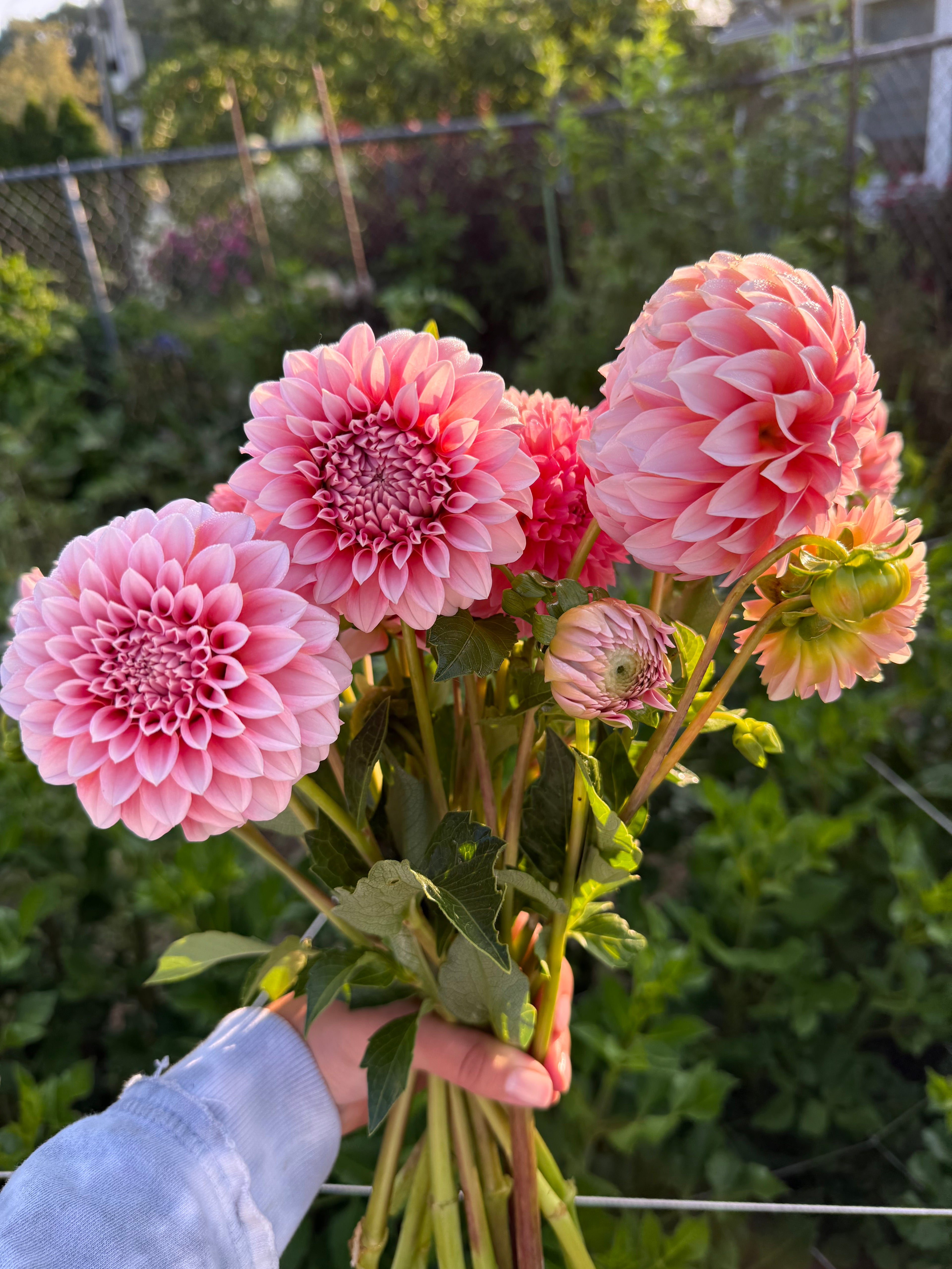 MYSTERY TUBERS