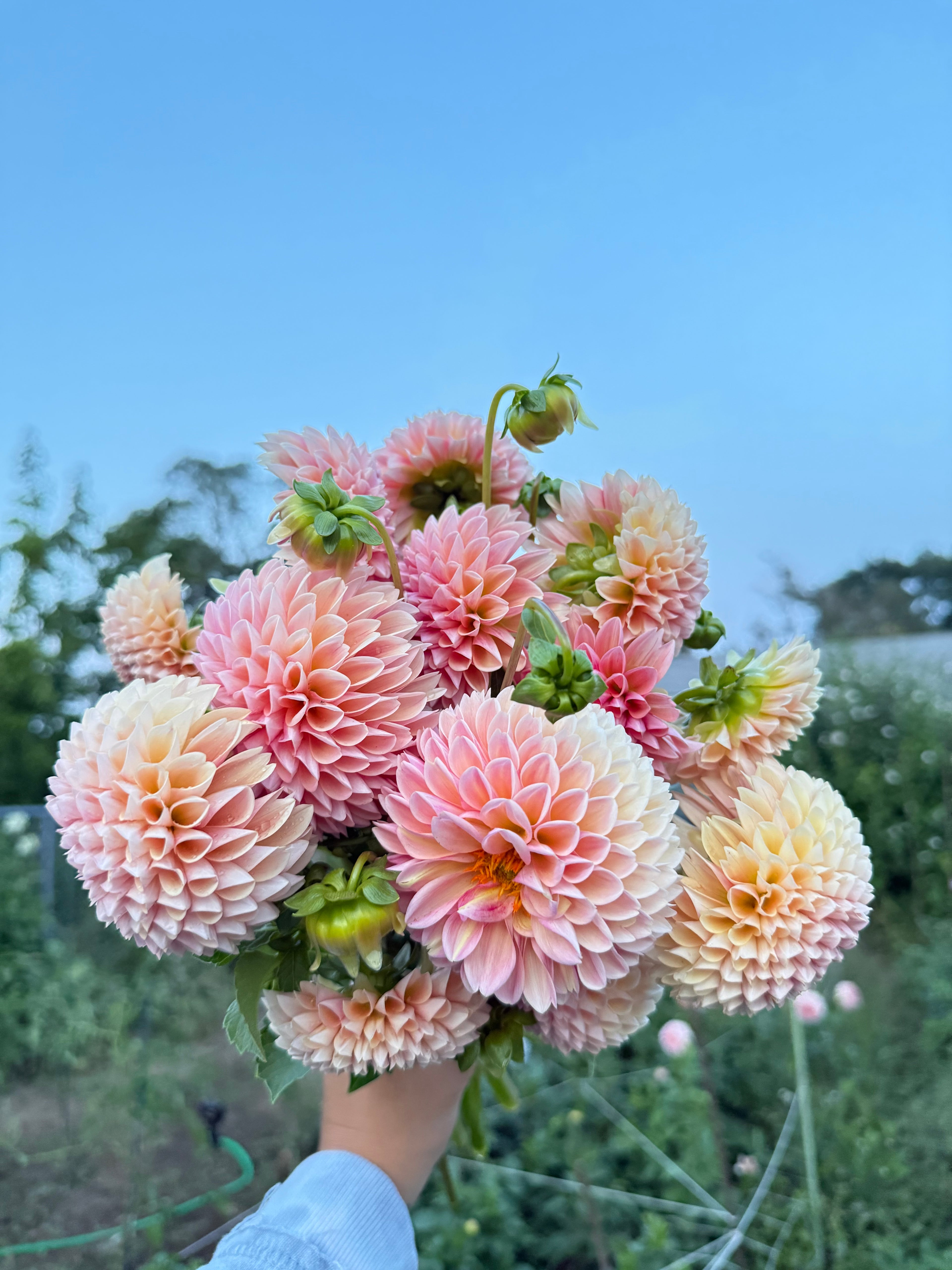 MYSTERY TUBERS
