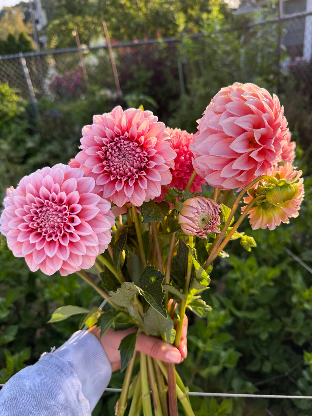 MYSTERY TUBERS