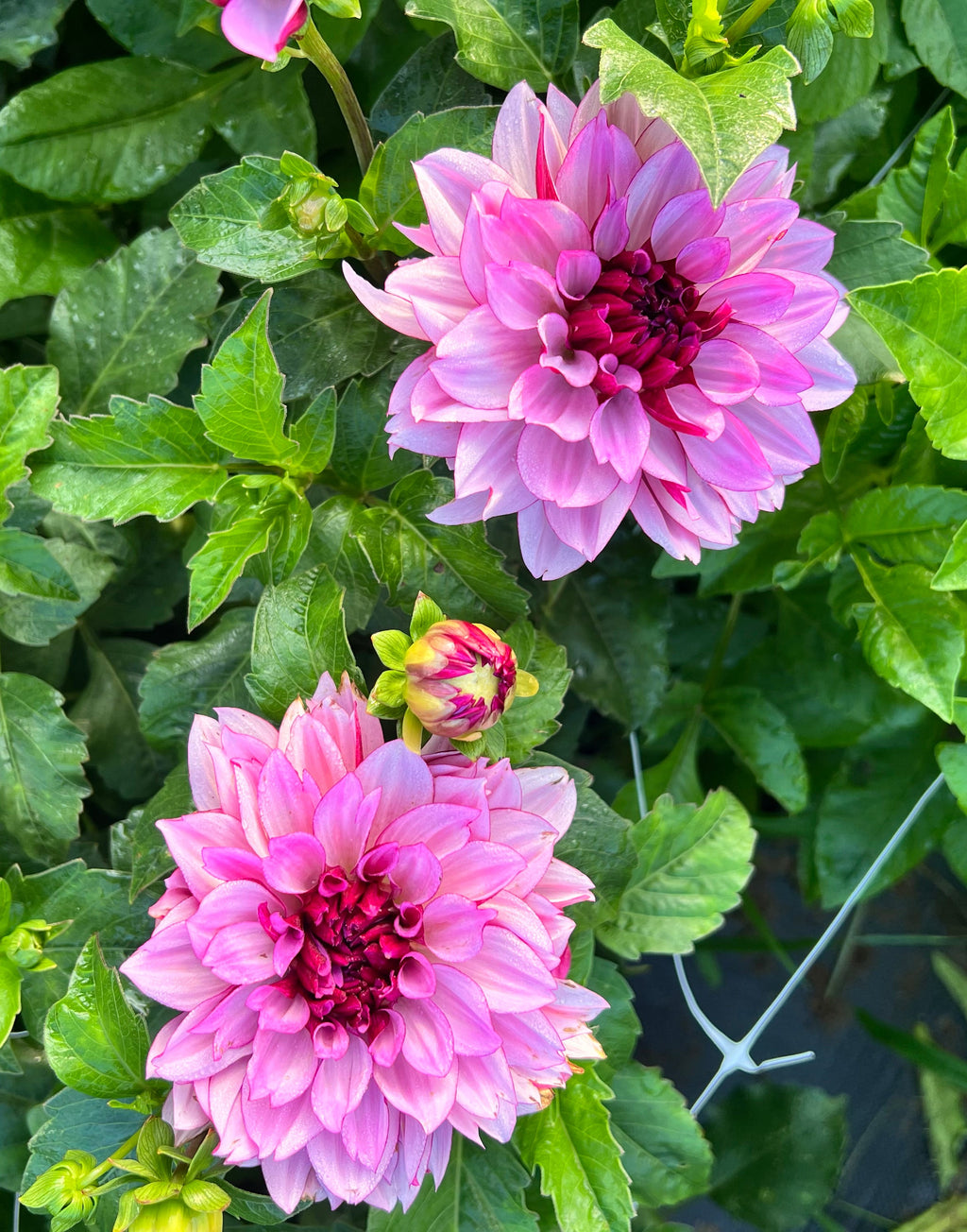 MYSTERY TUBERS