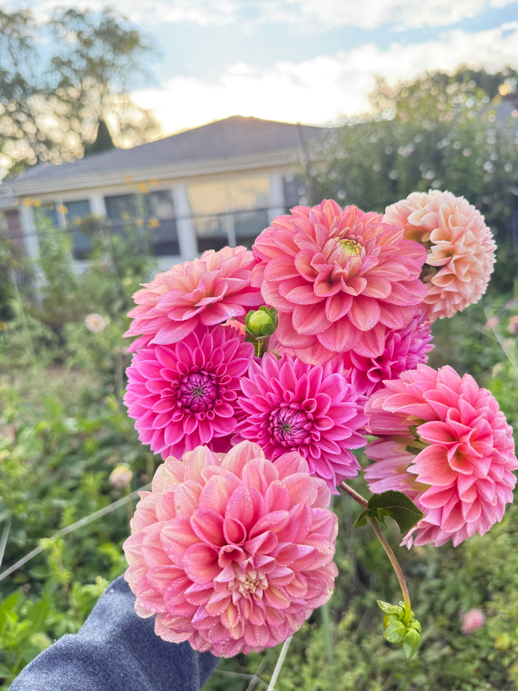 MYSTERY TUBERS