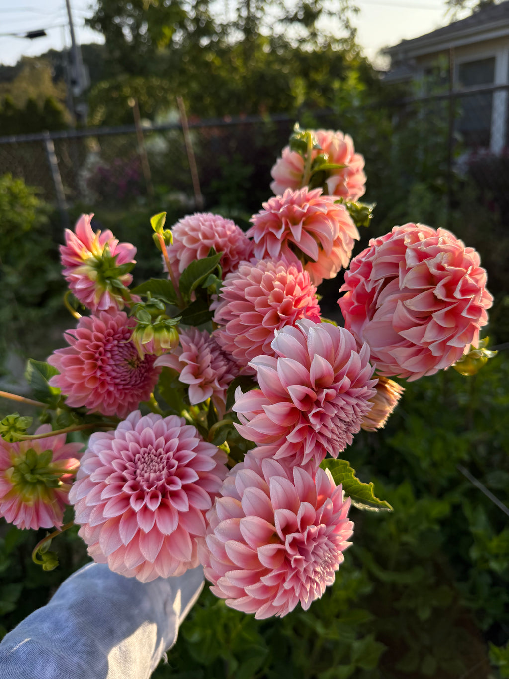 MYSTERY TUBERS