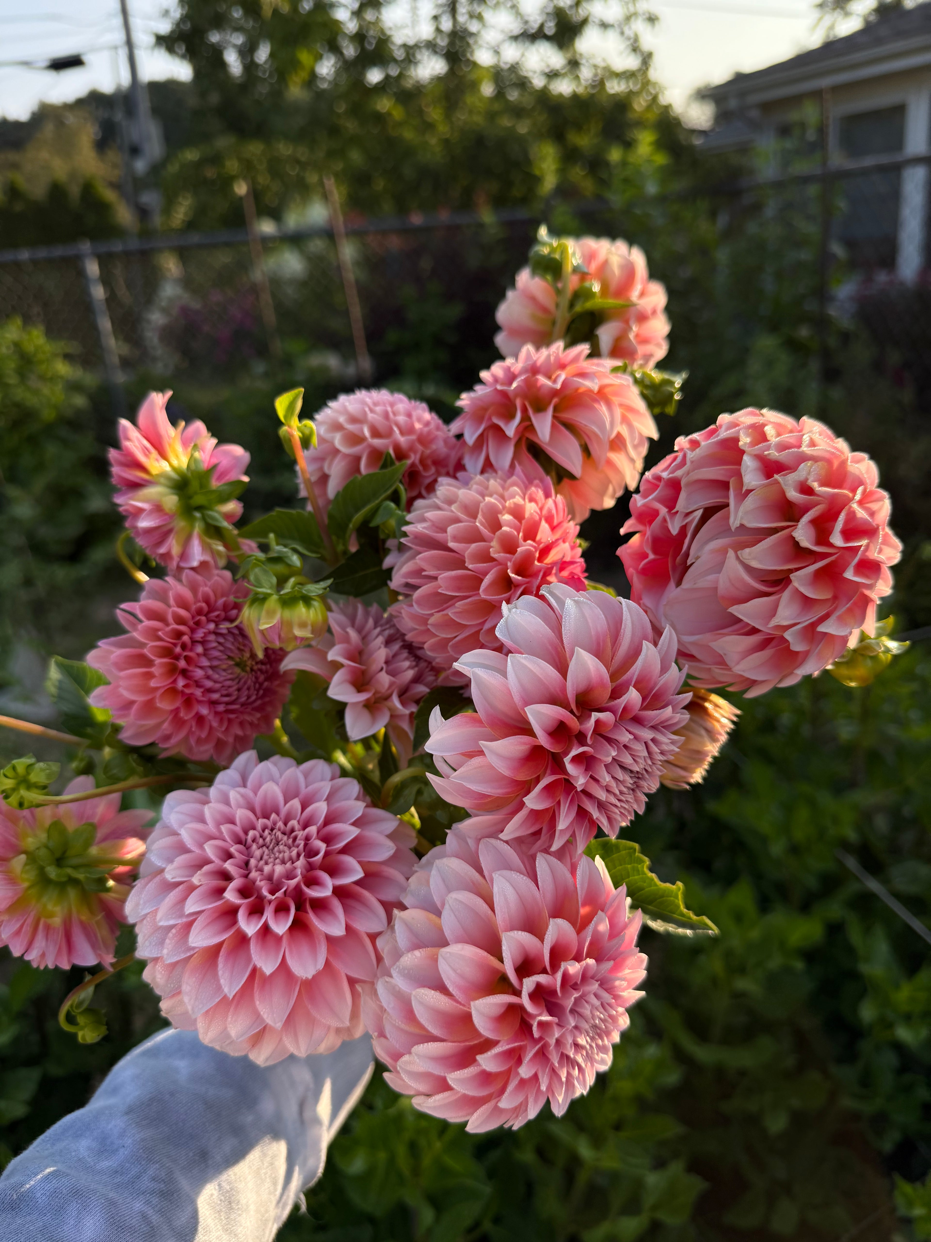MYSTERY TUBERS