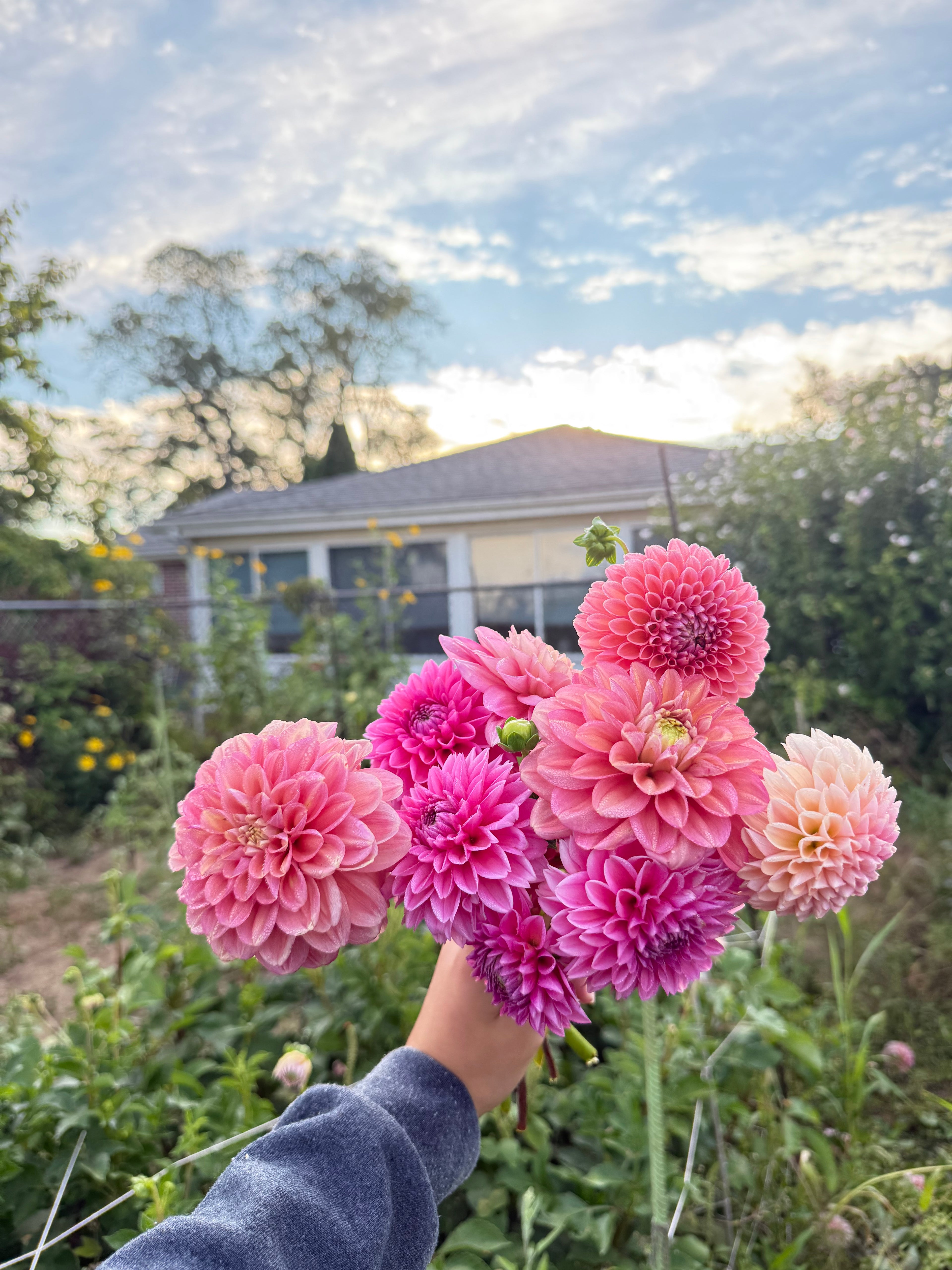MYSTERY TUBERS
