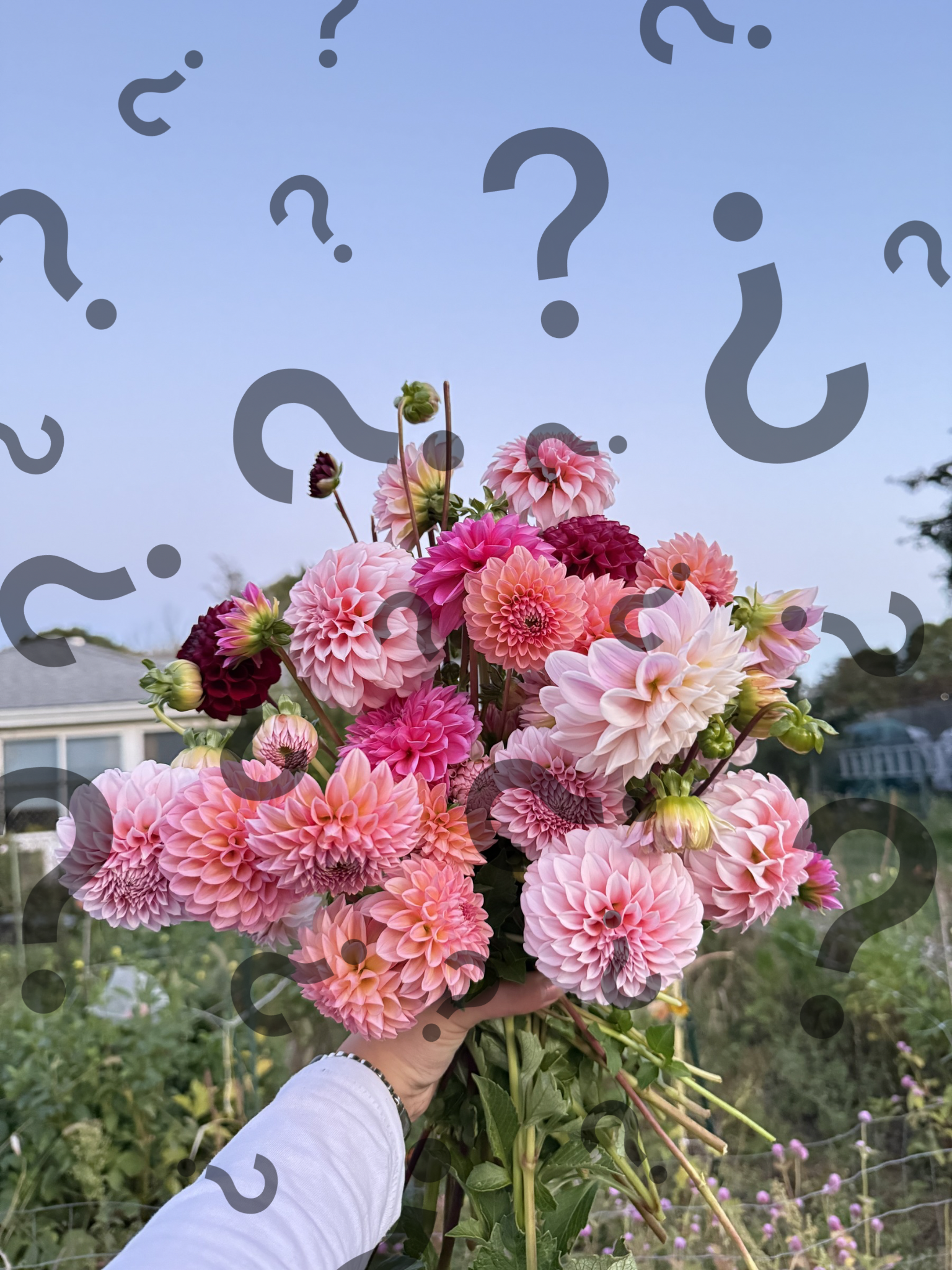 MYSTERY TUBERS